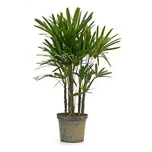 Palmeira Ráfis - 1,20 a 1,50 metros