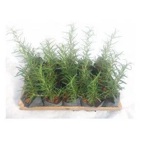 Alecrim - Caixa com 15 unidades