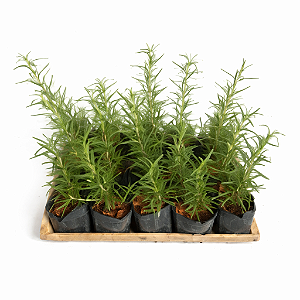 Alecrim - Caixa com 15 unidades