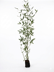 Bambu Caniço - 1,50 a 2 metros