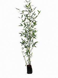 Bambu Caniço - 1,50 a 2 metros