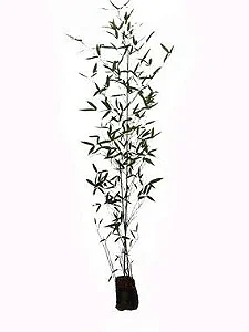 Bambu Caniço - 1,50 a 2,00  metros