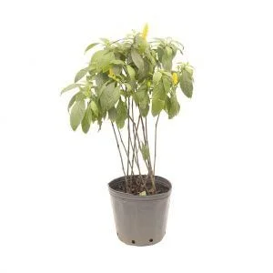 Camarão Amarelo - 50 cm