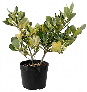 Clúsia Variegata - 80 cm