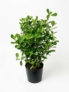 Clúsia Verde - 40 a 60 cm