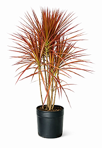Dracena Tricolor - 70 cm a 1 metro