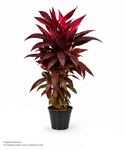 Dracena Cordyline - 1 metro