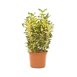 Evônimo - 25 a 35 cm
