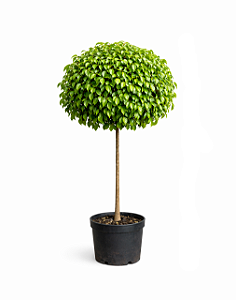 Ficus Benjamina - 1 metro