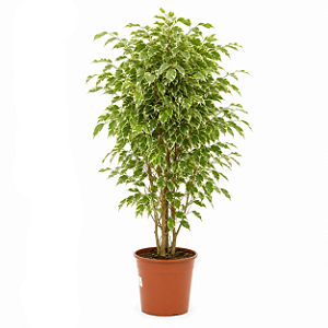 Ficus Benjamina Variegata - 1 metro