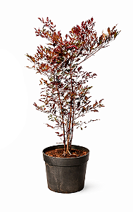 Léia Rubra - 1 metro