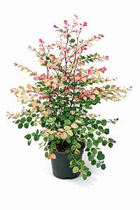 Mil Cores - 30 a 60 cm