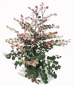 Mil Cores - 30 a 60 cm