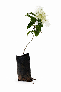 Mussaenda Branca - 50 cm