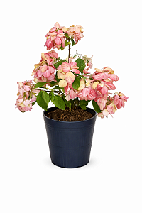 Mussaenda Rosa - 70 cm