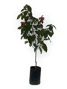 Mussaenda Vermelha - 1 metro
