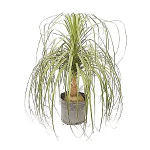 Palmeira Pata de Elefante - 80 cm