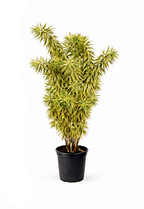 Pleomele Variegata - 1,00 a 1,30 metros