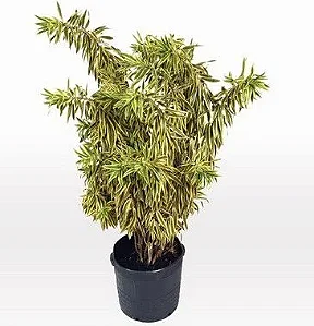 Pleomele Variegata - 1,00 a 1,30 metros