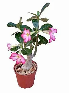 Rosa do Deserto - 30 cm