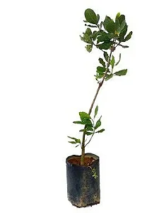 Caju Anão - 70 cm a 1 metro