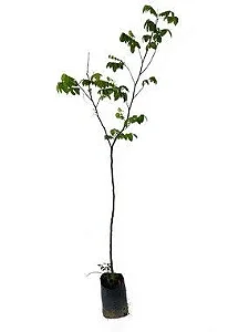 Carambola - 90 cm a 1,30 metros