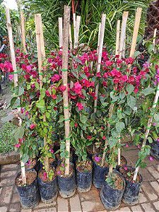 Bougainville - 90 cm a 1,30 metros