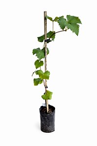Uva Niágara Branca - 90 cm a 1,30 metros