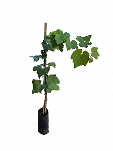 Uva Rosada - 90 cm a 1,30 metros