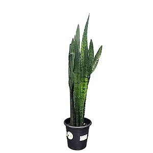 Espada de São Jorge - 40 a 60 cm