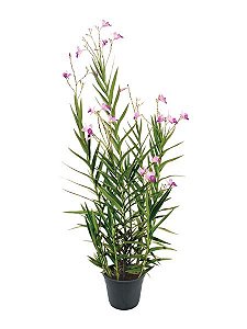 Orquídea bambu, Comprar muda de orquídea bambu online, Plantas ornamen -  Jardineiros.net - o maior delivery de plantas ornamentais e artigos de  jardinagem do Rio de Janeiro