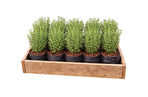 Tomilho - Caixa com 15 unidades