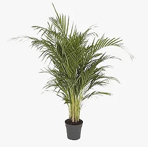 Palmeira Areca - Dypsis lutescens - Planta Ornamental 70 cm a 1 metro
