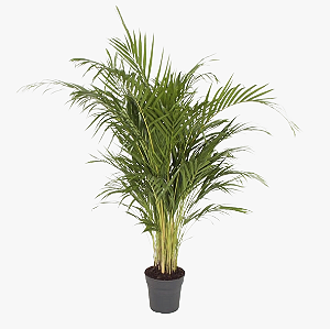 Palmeira Areca - 0,70 a 1,00 metro