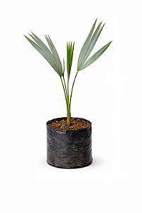 Palmeira Bismarckia - 50 a 70 cm