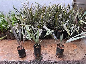 Palmeira Bismarckia - 50 a 70 cm