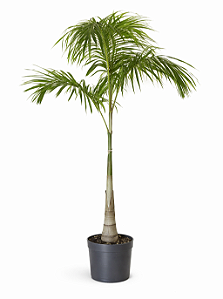 Palmeira Carpentaria - 1,50 metros