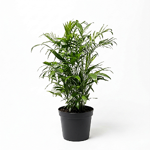 Chamaedora Elegans - 40 a 60 cm