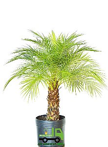 Plantas ornamentais, onde comprar plantas rj, comprar plantas, CADEG