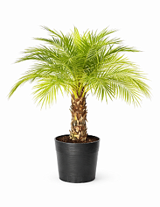 Palmeira Fênix - 50 a 80 cm