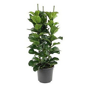 Ficus Lyrata