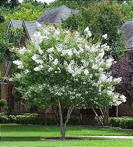 Resedá Branco - 1,50 metros