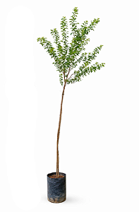 Resedá Branco - 1,50 metros