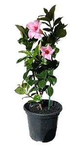 Dipladênia - 25 a 30 cm