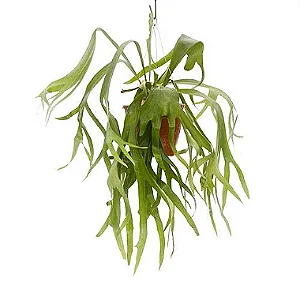 Chifre de Veado - Cuia 21