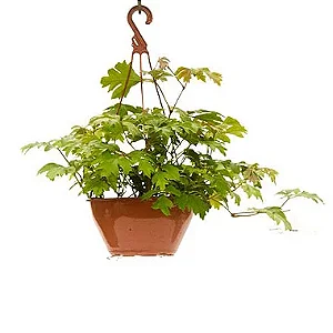 Cissus Rhombifolia