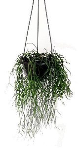 Rhipsalis Macarrão