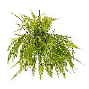Samambaia Americana