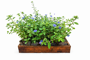 Azulzinha - Caixa com 15 unidades