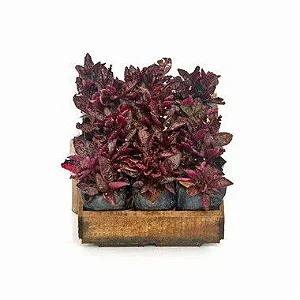 Hemigrafis Crespa - Caixa com 15 unidades